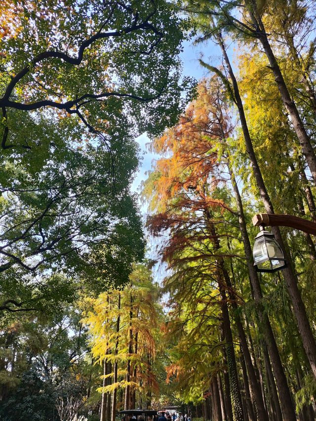 上海共青森林公園|秋日限定浪漫被我發現了 上海共青森林公園|秋日限定浪漫被我發現了
