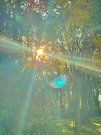 梧桐金雨絕絕子！世紀公園秋日限定攻略