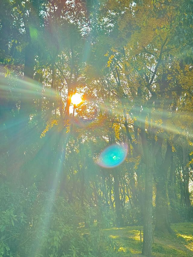 梧桐金雨絕絕子！世紀公園秋日限定攻略