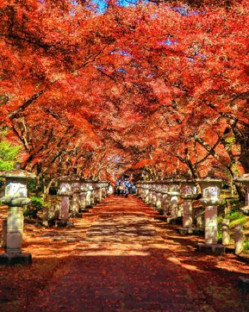 京都邊上的寶藏賞楓地