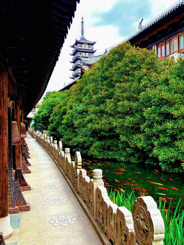 上海追秋 千年銀杏+元代古寺|真如寺打卡全攻略 上海追秋 千年銀杏+元代古寺|真如寺打卡全攻略