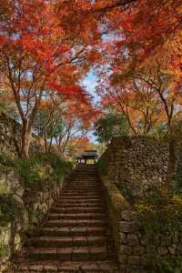 美到窒息！我在莫干山撿到了整座秋天