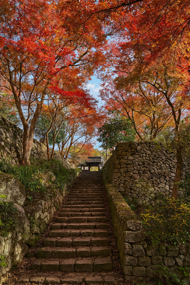 美到窒息！我在莫干山撿到了整座秋天