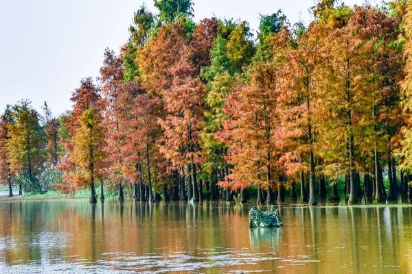 青西郊野公園暴走一天，這裡根本不是普通公園，是藏在城市邊緣的「天然氧吧+童話秘境」，秋冬來剛好！ 