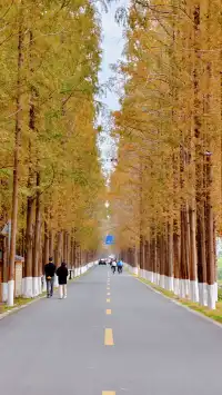 99%的人都不知道的江北賞秋路線~