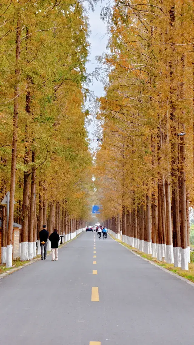 99%的人都不知道的江北賞秋路線~ 99%的人都不知道的江北賞秋路線~