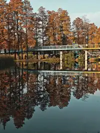 此時，武漢東湖美得不像話免費停車！