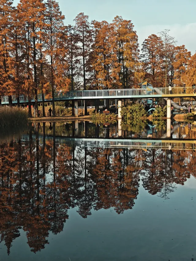 此時，武漢東湖美得不像話免費停車！