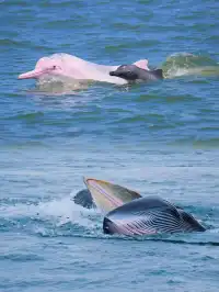 帶娃去25°C潿洲島追鯨！真的比悉尼還震撼