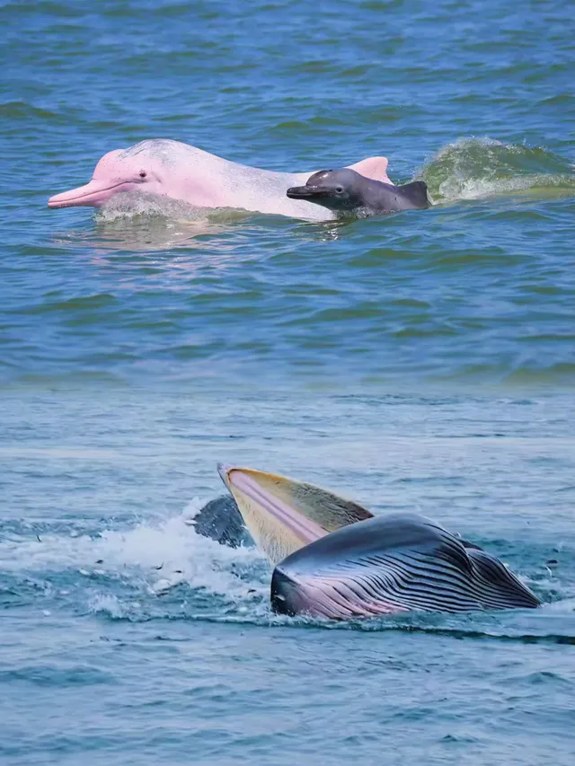 帶娃去25°C潿洲島追鯨！真的比悉尼還震撼