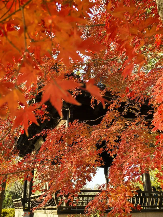 秋日頂流～～明孝陵胭脂雪
