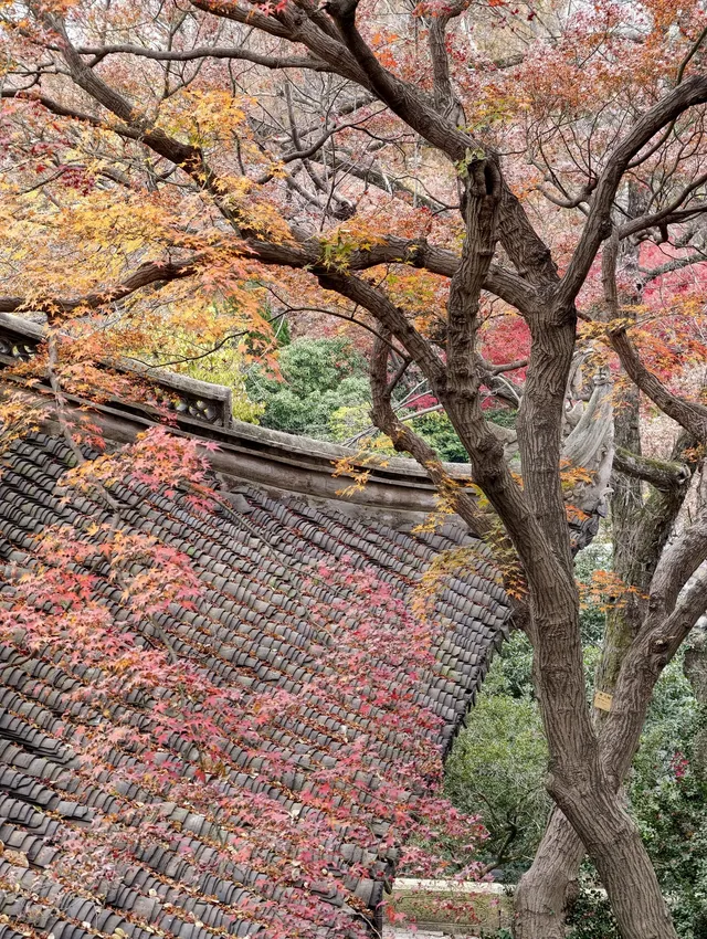 打翻調色盤,最後一次這個視角做寄暢園封面 打翻調色盤,最後一次這個視角做寄暢園封面