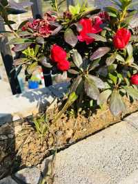 安吉跨年｜雲上草原7分鐘！包棟獨享