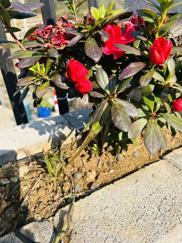 安吉跨年｜雲上草原7分鐘！包棟獨享