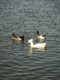 玄武湖|秋日序章