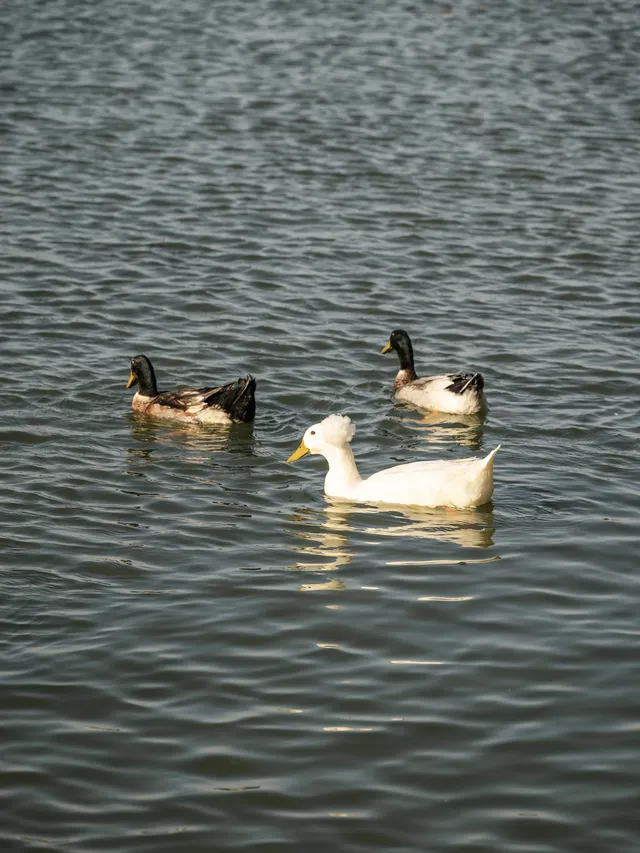 玄武湖|秋日序章 玄武湖|秋日序章