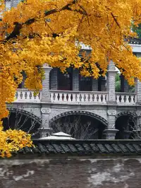 重慶銀杏|舉人樓今日實況,含「金」量超高!