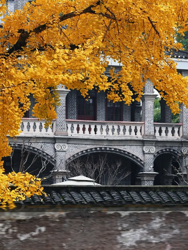 重慶銀杏|舉人樓今日實況,含「金」量超高! 重慶銀杏|舉人樓今日實況,含「金」量超高!