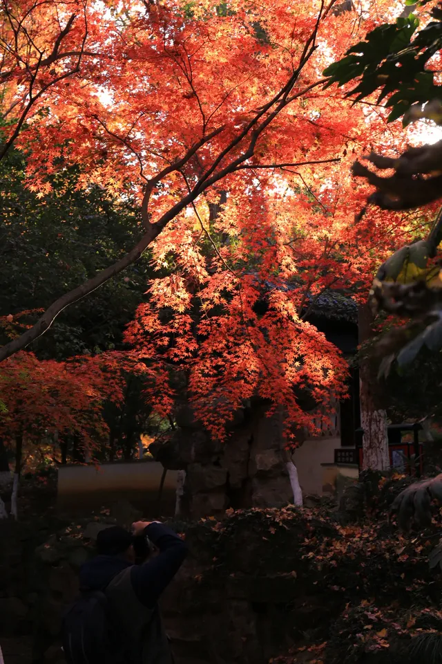 12.3|虞山紅楓進度99% (附路線圖 12.3|虞山紅楓進度99% (附路線圖