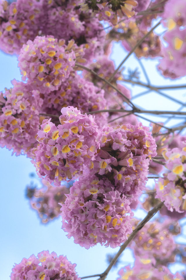12.11拍|深圳紫花風鈴木開滿啦 12.11拍|深圳紫花風鈴木開滿啦