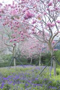 12.11拍|深圳紫花風鈴木開滿啦