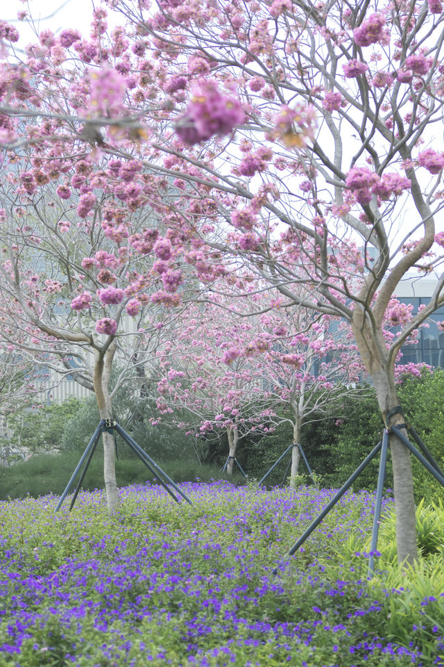 12.11拍|深圳紫花風鈴木開滿啦 12.11拍|深圳紫花風鈴木開滿啦