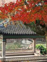 葉園秋深 | 一庭朱色染畫簷