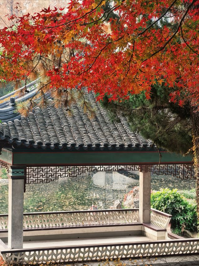 葉園秋深 | 一庭朱色染畫簷 葉園秋深 | 一庭朱色染畫簷