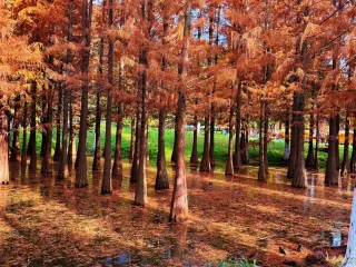 ความโรแมนติกในฤดูหนาวสุดพิเศษ | ถ่ายทอดสดจากอุทยานพื้นที่ชุ่มน้ำไห่หง คุนหมิง (13 ธันวาคม)