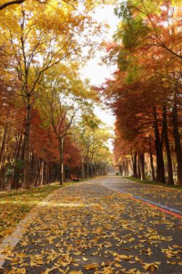上海新的橫沔公園,開園3天遊客量破萬
