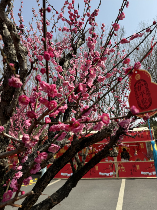 蘇州東園の梅花展があまりにも素晴らしい！古典庭園での絶美な梅鑑賞