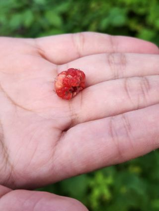 สวนหุบเขาราสป์เบอร์รี่วิลด์