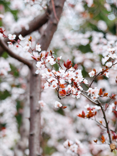 顧村公園の桜完全攻略｜魔都トップの花海、こう撮れば映える！ | Trip