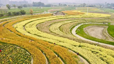 成都七彩油菜花田 | Trip.com 成都