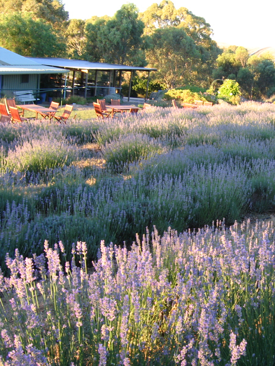 Close your eyes and snap a perfect shot! Get lost in this sea of purple flowers