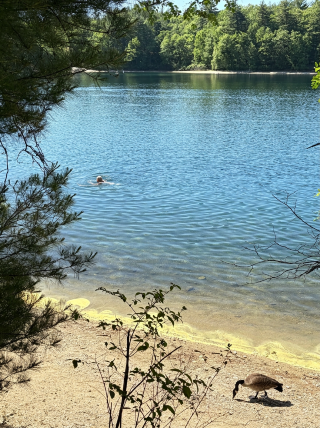 ทริปครึ่งวันสุดสัปดาห์ที่บอสตัน: แวะเที่ยวทะเลสาบ Walden Pond