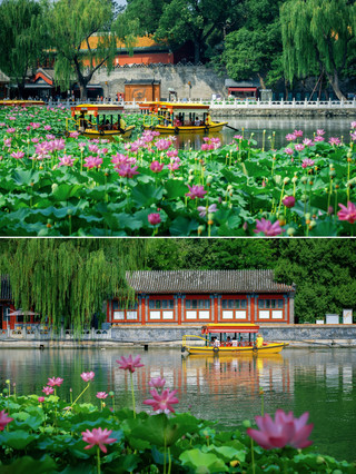 北海公園,荷風尚酣紫薇已盛附路線