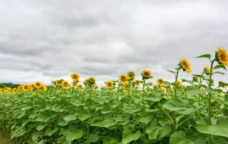 1 hour from the suburbs of Harbin! Free flower viewing + giant rice paddy art, so refreshing