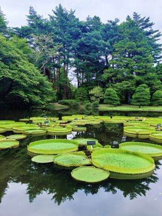 ​水上の緑のワンダーランド！東京・神代植物公園の水生植物展、レースのようなガガブタから巨大なオオオニバスまで