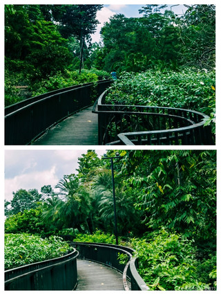 Singapore Botanic Gardens Photo Guide | Every shot looks like a magazine cover