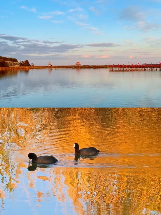 Stunning sunset birdwatching at Xingkai Lake