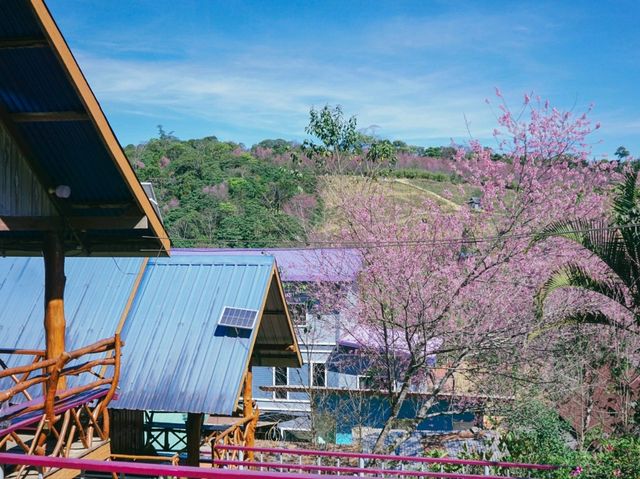 บ้านร่องกล้า