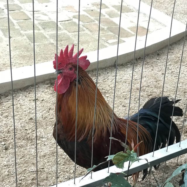 即日來回一日遊😆親子遊最佳地點🥰深圳野生動物園