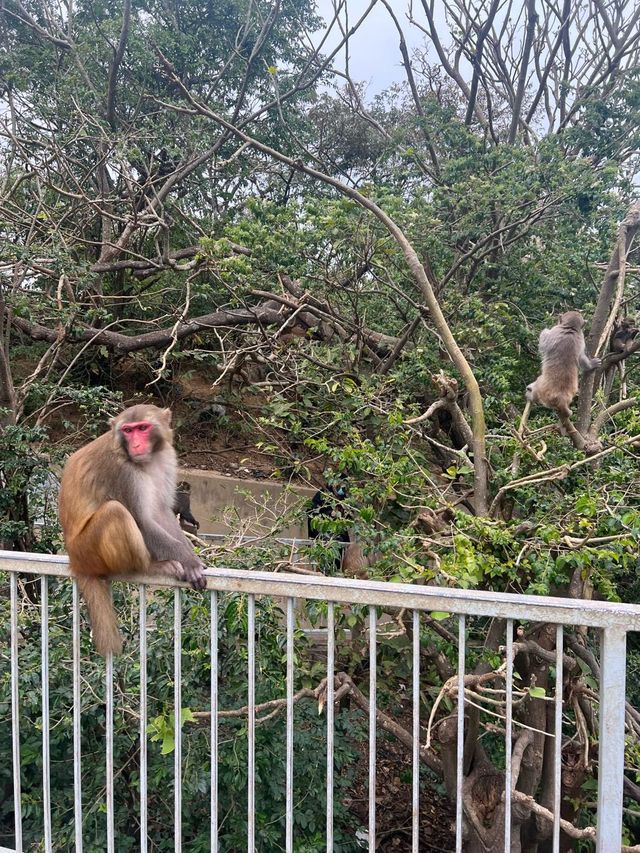 名不虛傳既馬騮山