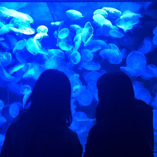 八景島シーパラダイス🐧🐬