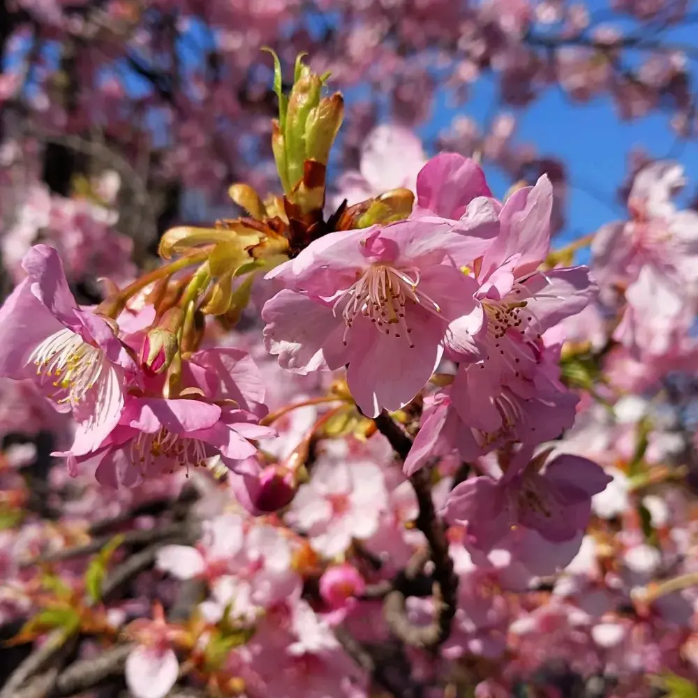 Cherry Blossom in Shinjuku