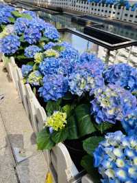 一次過欣賞各色各樣花卉  在市中心盛放📍香港公園