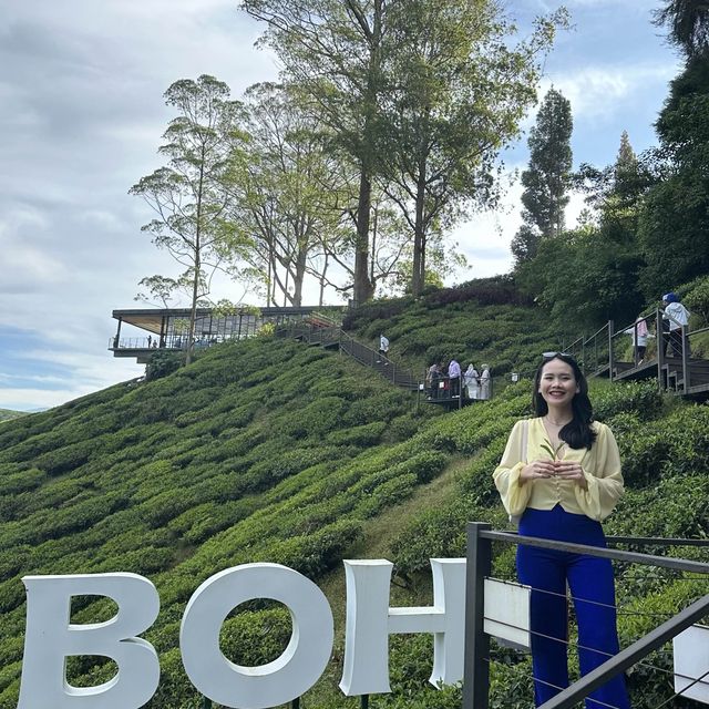 BOH, Big red & Raju’s Hill Strawberry Farm