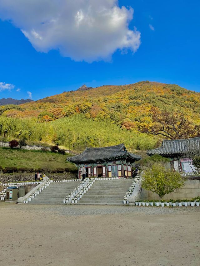 가을 은행나무 즐길 수 있는 밀양 표충사
