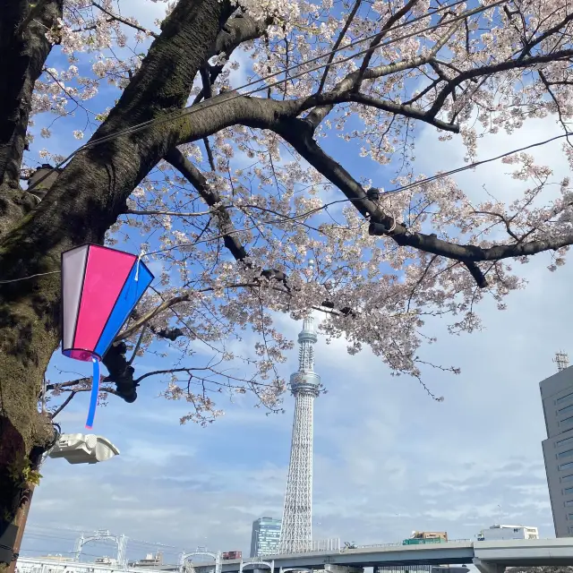 【東京下町】お花見スポット